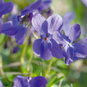 La violette de Toulouse Candiflor rentre dans la recette des croustillants à la violette de Maison Bruyère.
