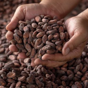 Les biscuits au chocolat Maison Bruyère sont confectionnés avec du vrai chocolat rigoureusement sélectionné.
