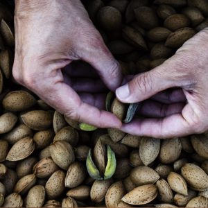 Sélection des amandes pour les biscuits aux amandes et citron Maison Bruyère.