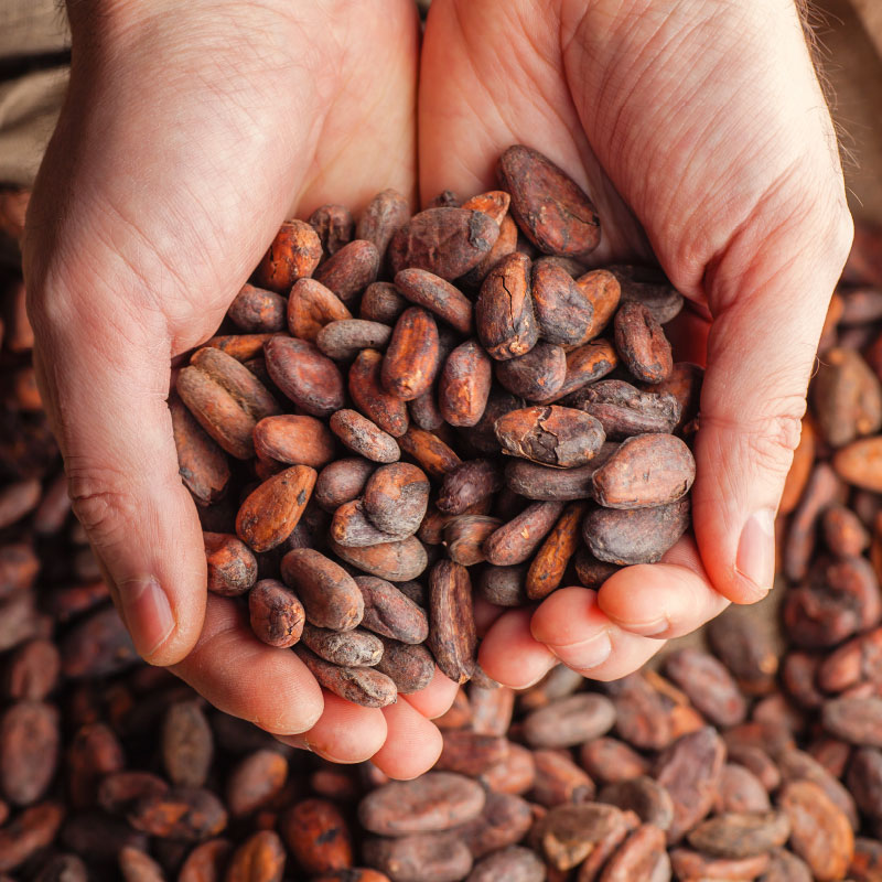Maison Bruyère sélectionne avec soin les fèves de cacao qui rentrent dans la composition de ses croquant noisettes fèves de cacao.